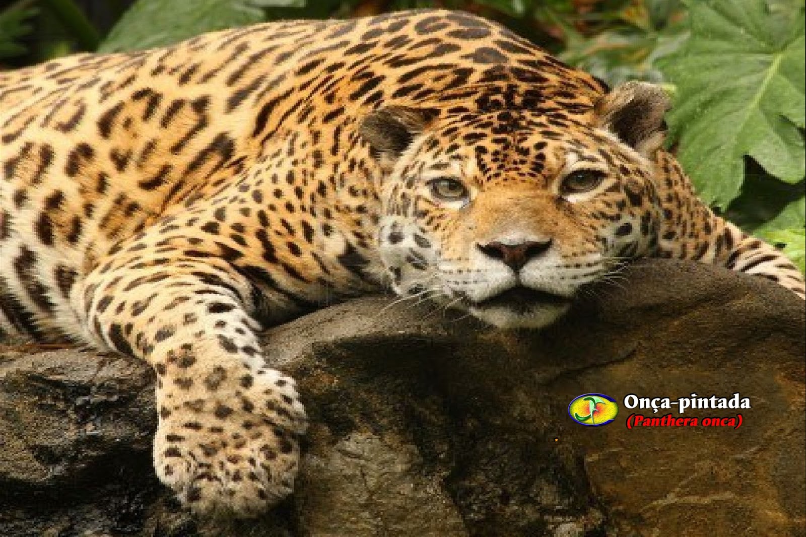 Zoologia: Onça-pintada (Panthera onca)